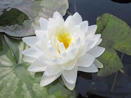 Seerose - Nymphaea Gonnere